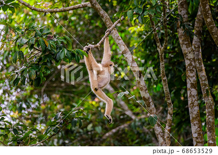 Gibbons on trees, tropical rainforest, Khao Yai National Park, Thailand 68653529