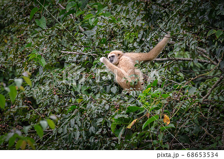 Gibbons on trees, tropical rainforest, Khao Yai National Park, Thailand 68653534