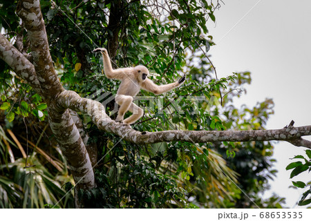 Gibbons on trees, tropical rainforest, Khao Yai National Park, Thailand 68653535