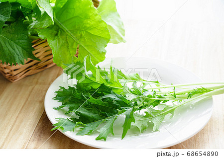 採りたて野菜 皿の上のミズナ 採りたて野菜 皿の上のミズナ 68654890