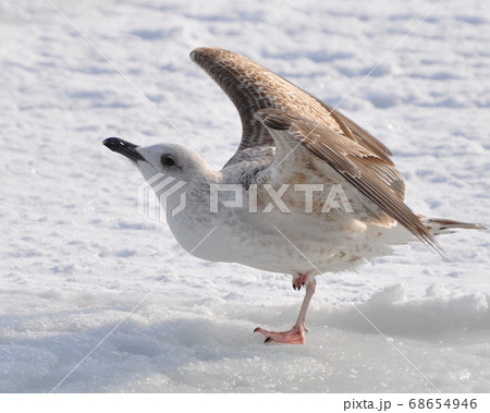 A seagull at the sea does morning exercises. On 68654946