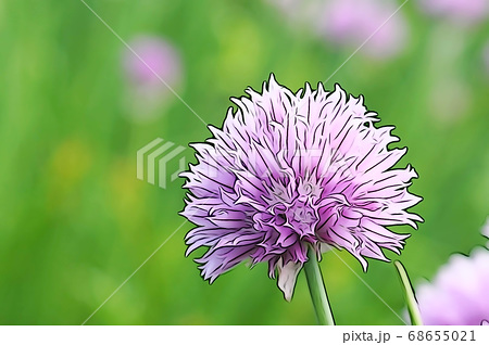 紫色の可愛いチャイブの花のイラスト素材
