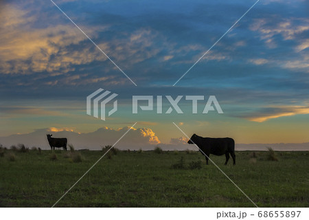 Cows in the field.La Pampa Argentina 68655897