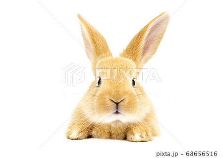 Beautiful ginger rabbit on a white background. 68656516