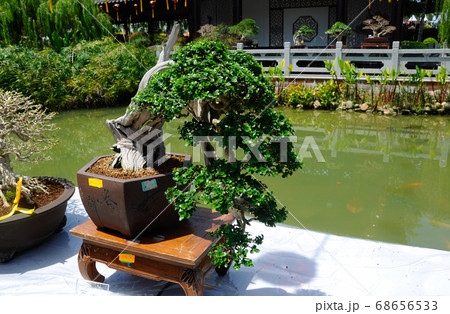 PUTRAJAYA, MALAYSIA -MAY 30, 2016: Bonsai tree display for public in Royal Floria Putrajaya garden in Putrajaya, Malaysia. PUTRAJAYA, MALAYSIA -MAY 30, 2016: Bonsai tree display for public in Royal Floria Putrajaya garden in Putrajaya, Malaysia. 68656533