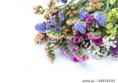 スターチスの花束の写真素材