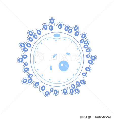 Egg cell anatomy 68656598