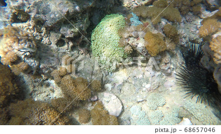 熊本・牛深の海でアワサンゴとウニ 68657046