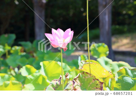 ハスの花 68657201