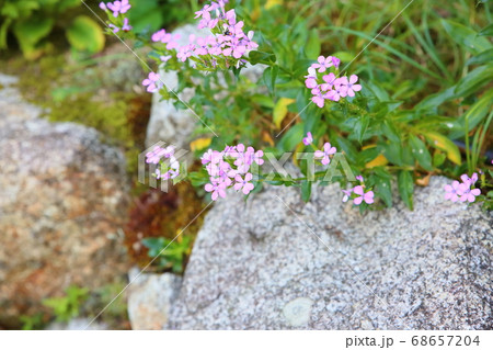 ハマナデシコの花 68657204