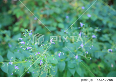 カリガネソウの花 68657206