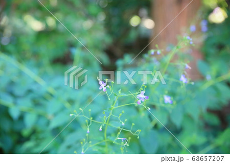 カリガネソウの花 68657207