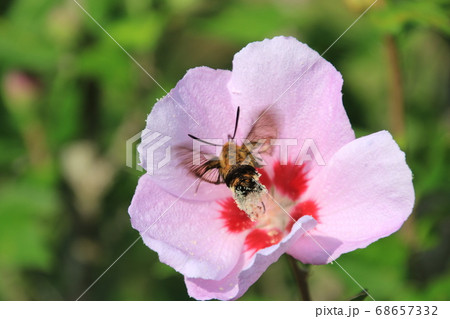 ムクゲ(夏の花) ムクゲ(夏の花) 68657332