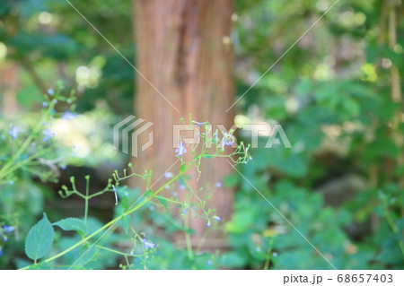 カリガネソウの花 カリガネソウの花 68657403