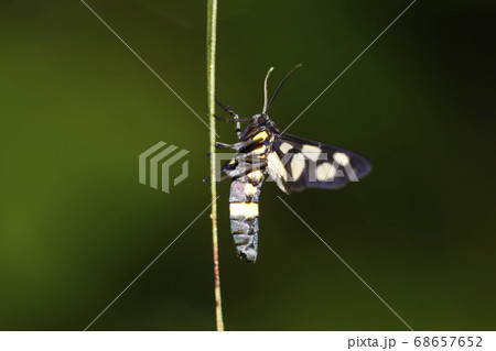 カノコガ 68657652