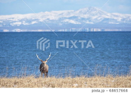 冬の海岸に現れたエゾシカ（北海道） 68657668