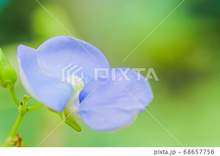 ウリズンの花 ウリズンの花 68657756