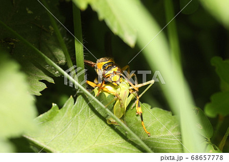 カマキリ幼虫を捕食するキアシナガバチの写真素材
