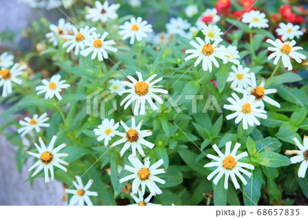 ジニアの花 ジニアの花 68657835