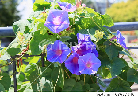 アサガオの花の写真素材