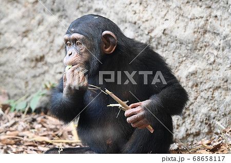 お食事中の子供チンパンジー の写真素材