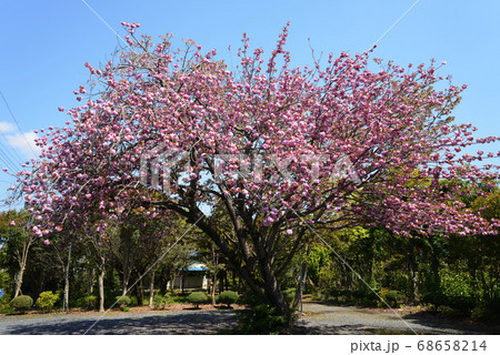 我家の庭の眺め #60 我家の庭の眺め #60 68658214