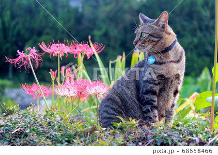彼岸花をバックに座るキジトラ 68658466