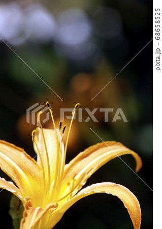 野に咲く黄色いノカンゾウの花 野に咲く黄色いノカンゾウの花 68658525