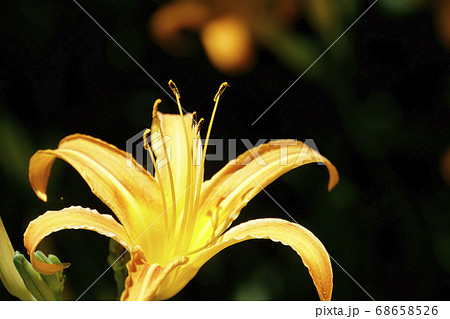 野に咲く黄色いノカンゾウの花 68658526