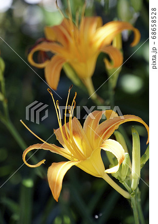 木陰に咲く黄色いノカンゾウの花 木陰に咲く黄色いノカンゾウの花 68658528