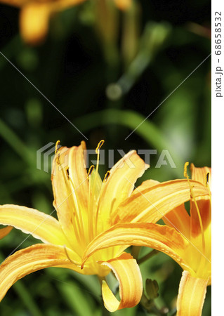 野に咲く黄色いノカンゾウの花 野に咲く黄色いノカンゾウの花 68658532