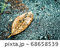 落ち葉　雨　波紋　地面 68658539