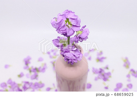 ライラック 植物 花 68659025