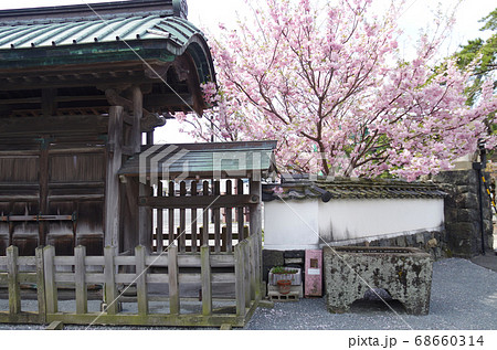 萩市明倫学舎の桜の景色 68660314