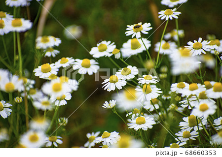 白くて小さくかわいいカモミールの写真素材
