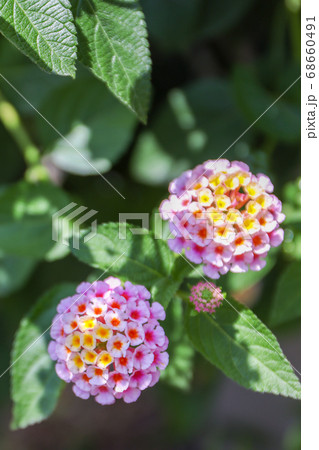 シチヘンゲ シチヘンゲ 68660491