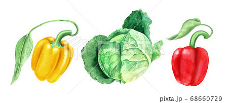Set of vegetables: cabbage and yellow and paprikas watercolor illustration 68660729