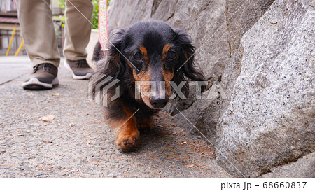 ダックス　散歩　犬の散歩 68660837