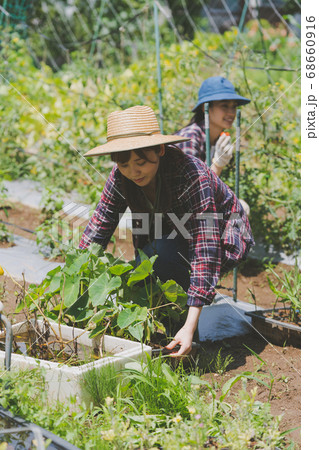 Farming Farming 68660916