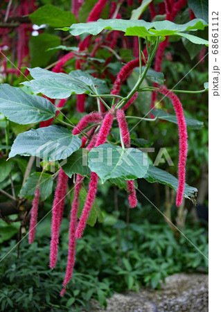 ベニヒモノキ 68661112