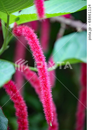 ベニヒモノキ ベニヒモノキ 68661114