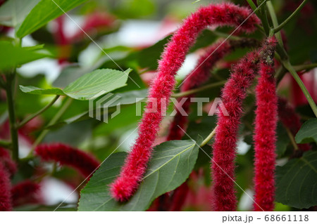ベニヒモノキ 68661118