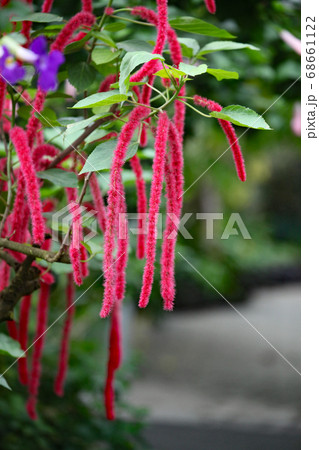 ベニヒモノキ 68661122