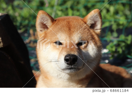 犬 68661184