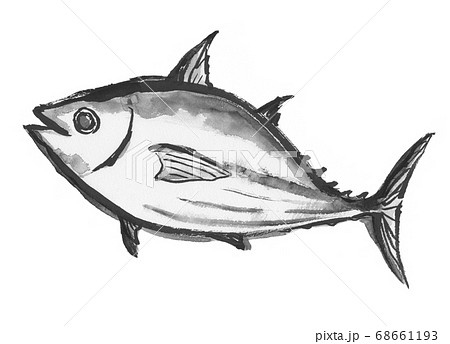 墨で描いた鰹のイラストのイラスト素材 68661193 Pixta
