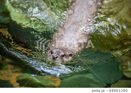 ユーラシアカワウソ 68661260