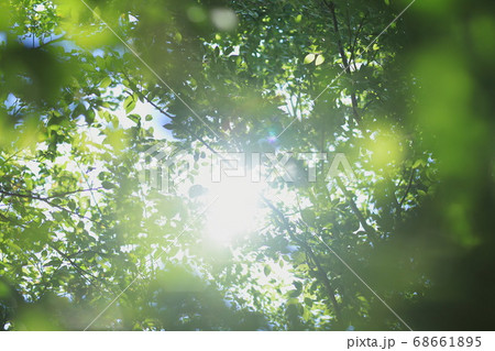 夏の木漏れ日の写真素材 [68661895] - PIXTA