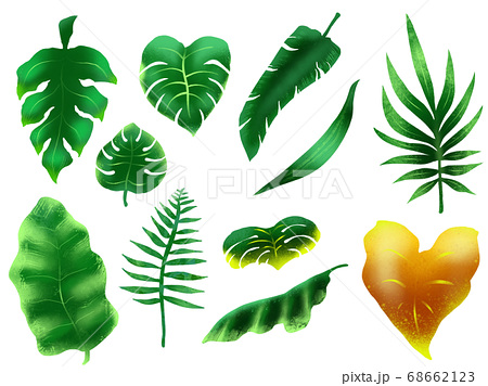 熱帯植物のイラスト素材