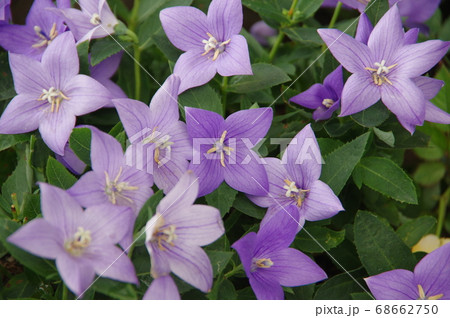 キキョウの花 68662750