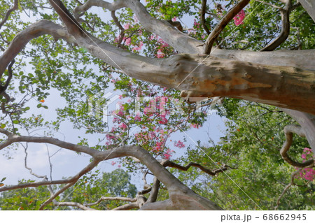 百日紅 百日紅 68662945